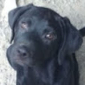 Meet your Posher, Luna